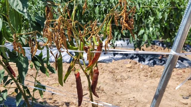 말라비틀어진 고추