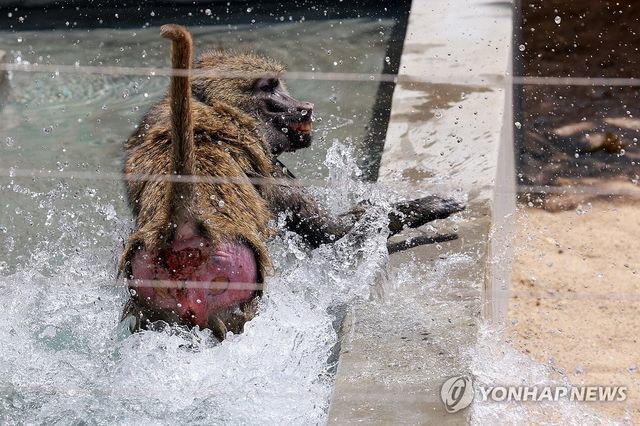 시원한 개코원숭이의 수영장