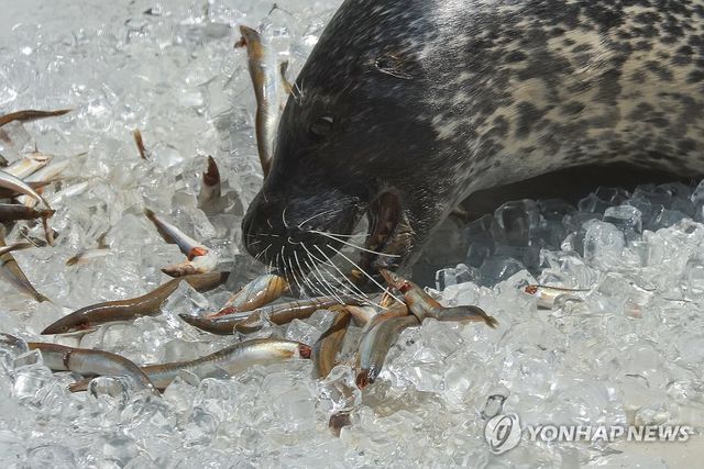 시원하게 특식 먹는 점박이물범