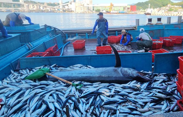 삼척 앞바다에서 잡힌 황새치