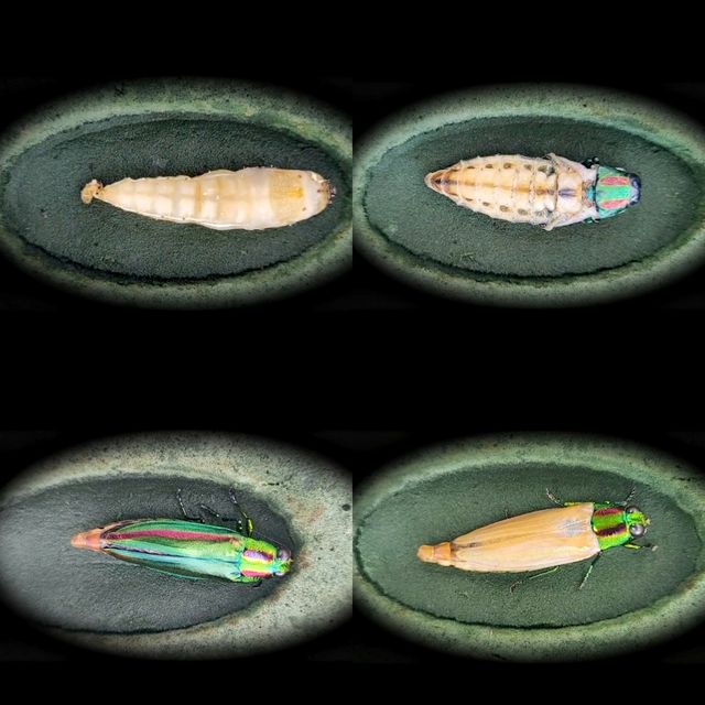 비단벌레의 우화 과정(시계방향)