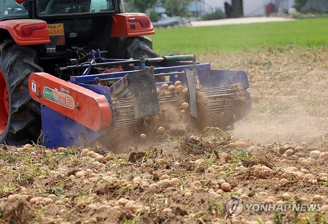 뽀얗게 먼지 이는 감자밭