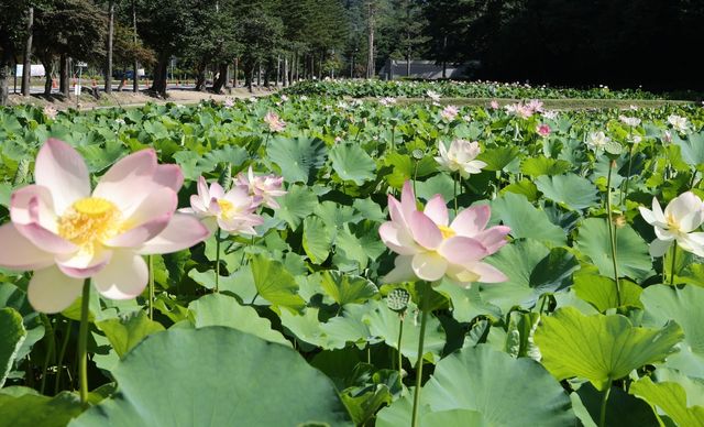 속리산 연꽃