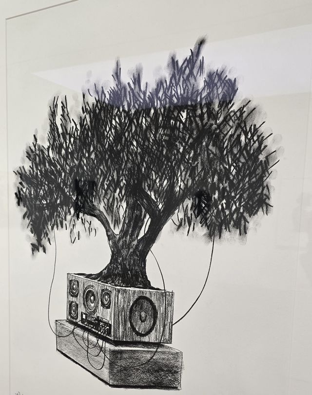 Olive Bonsai Stucy, 2025