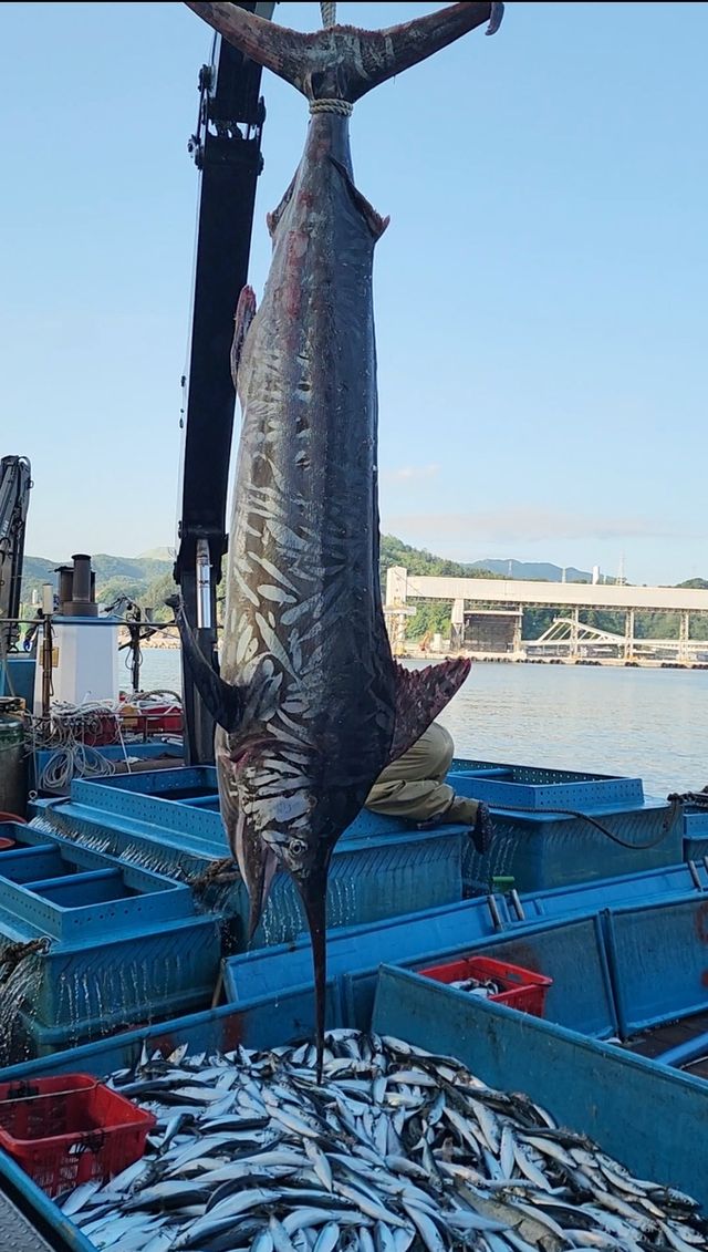 삼척 앞바다에서 잡힌 황새치