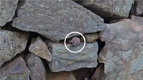 지난달 26일 지리산국립공원에서 촬영된 무산쇠족제비. [국립공원공단 제공. 재판매 및 DB 금지]