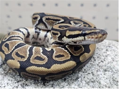 국립공원 야생생물보전원 북부보전센터에서 임시 보호 중인 볼파이톤