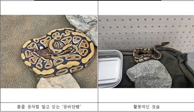 국립공원 야생생물보전원 북부보전센터에서 임시 보호 중인 볼파이톤