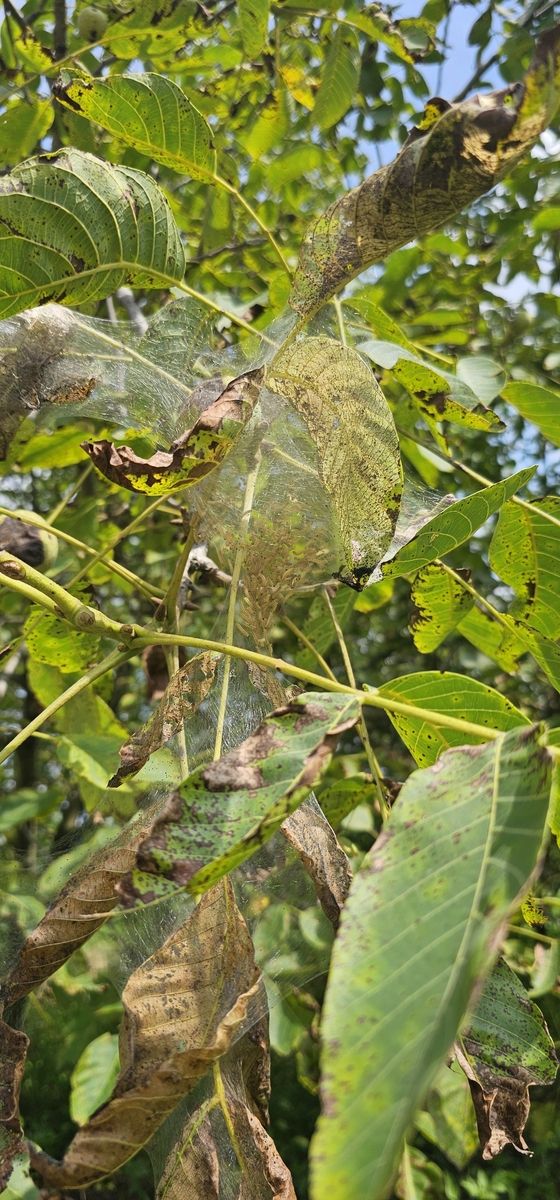 미국흰불나방 유충 피해 