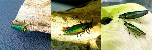 성충이 돼 나무 속을 뚫고 나온 비단벌레