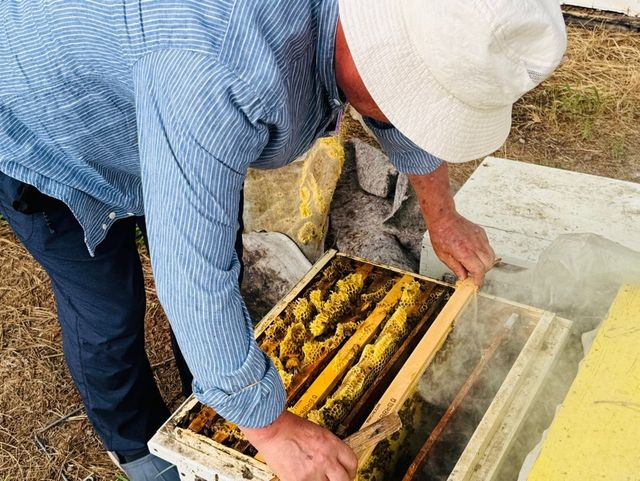벌통 안을 들여다보는 김종화 한국양봉협회 부회장