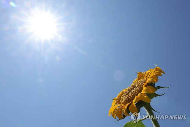 폭염에도 햇볕 바라보는 해바라기