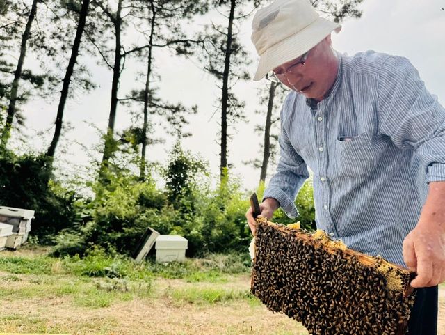김제 양봉농가 꿀벌