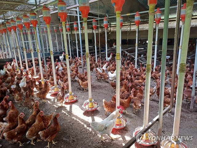 폭염 속 양계장