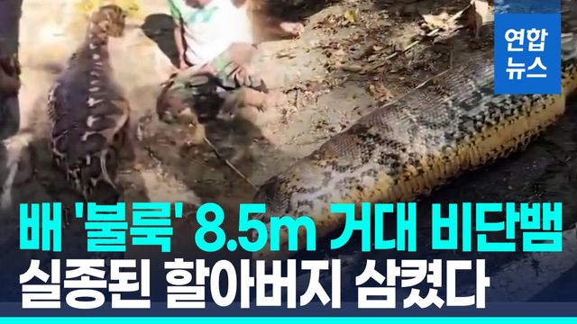 [영상] '배 불룩' 8.5m 거대 비단뱀…배 갈라보니 노인 시신 '충격' - 2