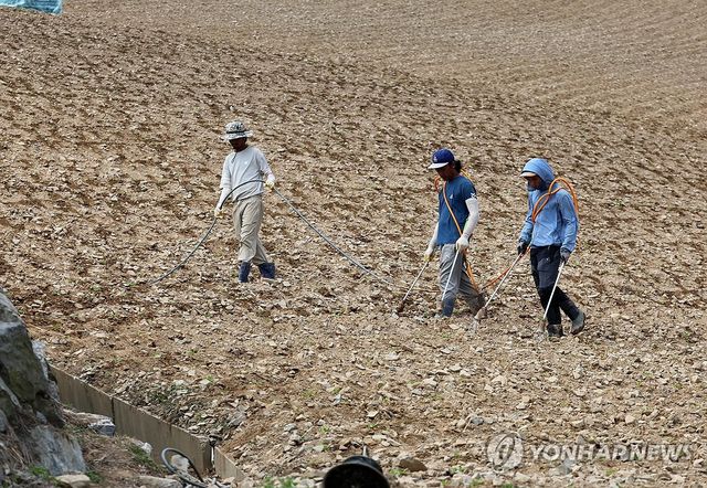 고랭지 배추밭에 물 주기