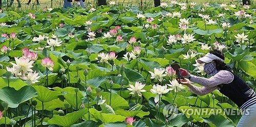 한여름을 품은 연꽃