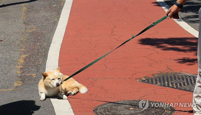 더워서 못 간다 전하시 '개(?)'