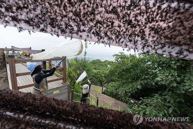 러브버그 방제 작업하는 환경부 직원들