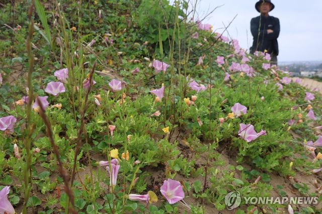 한동 단지모살에 핀 갯메꽃