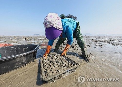 충남 태안군 바지락 채취 현장
