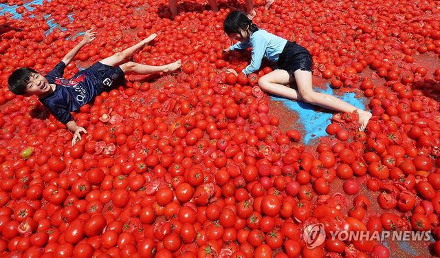 토마토 속으로 풍덩