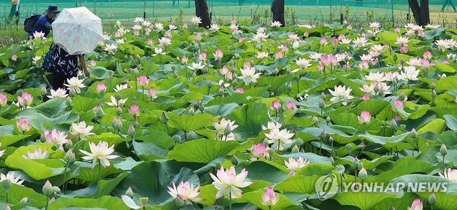 한여름을 품은 연꽃