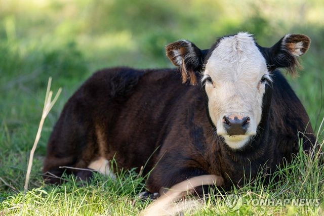 미 텍사스주 농장의 소