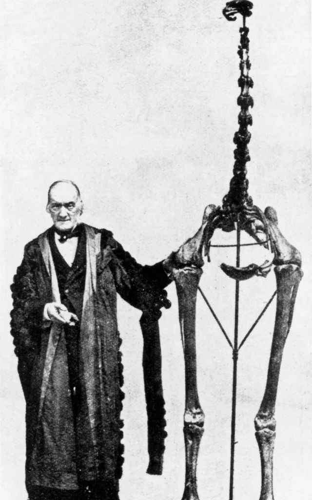 모아새의 뼈대 [영국 런던 자연사박물관. 재판매 및 DB 금지]