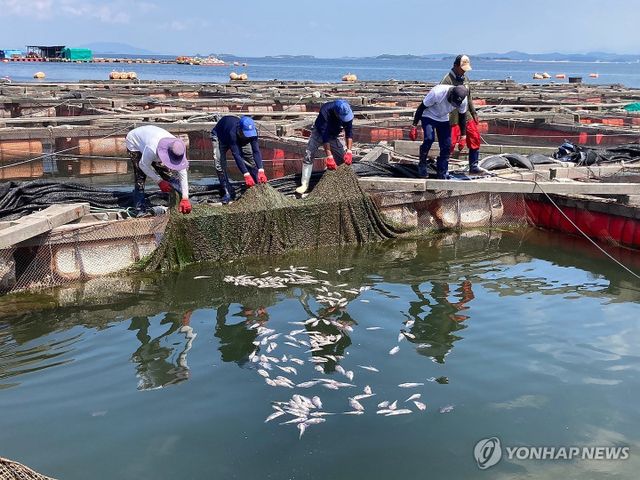 "이게 다 죽은 우럭이여"