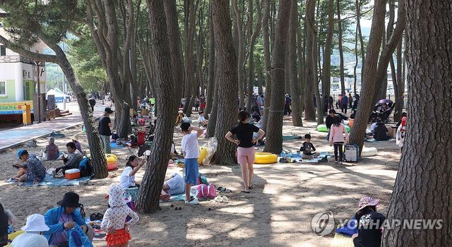 울창한 소나무 숲 아래서