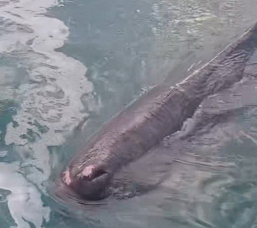 부산 기장군 대변항에 나타난 향고래 