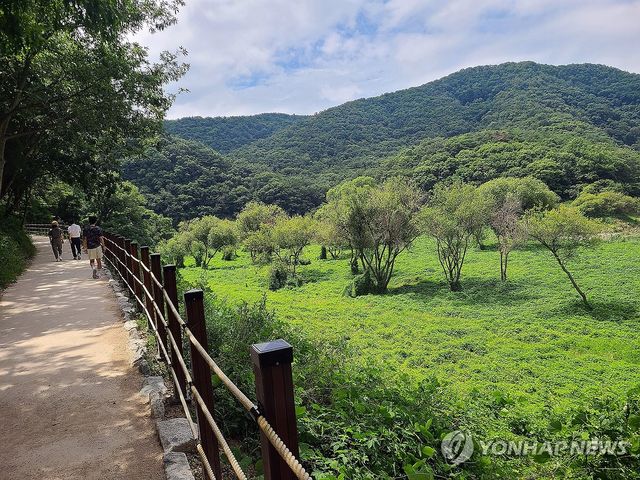 녹음 짙은 반구대 암각화 진입로