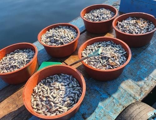 2024년 경남 해상 가두리양식장 고수온 폐사