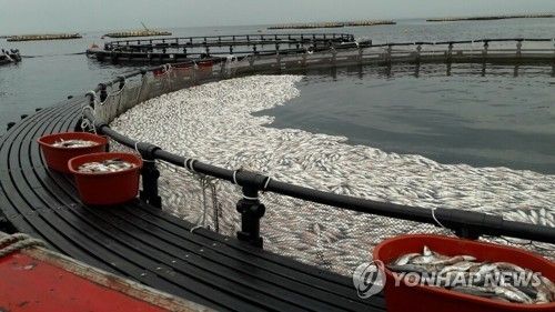 2019년 적조로 폐사한 통영 해상 가두리양식장 물고기