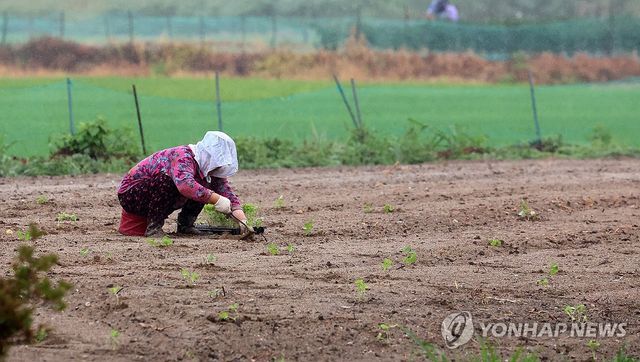 단비에 바빠진 농민