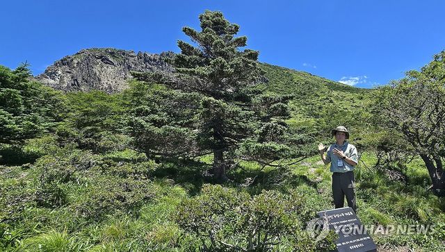 한라산 구상나무 대표목