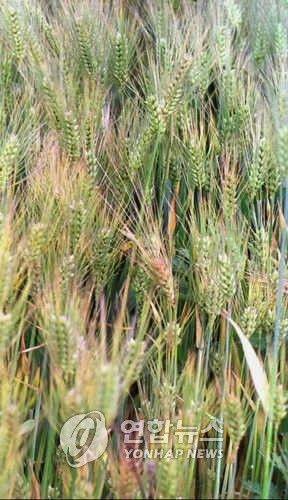 익어가는 보리