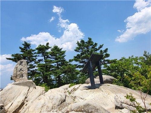 분비나무. [국립생태원 제공. 재판매 및 DB 금지]