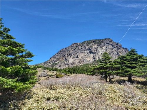 구상나무. [국립생태원 제공. 재판매 및 DB 금지]