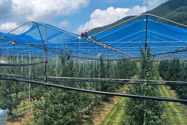 햇빛 차단망 설치한 사과밭