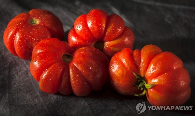 멕시코 '키드니 토마토'