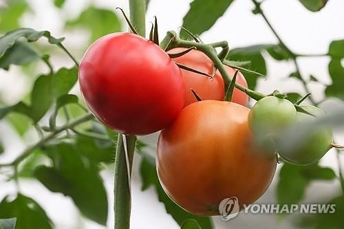 토마토
