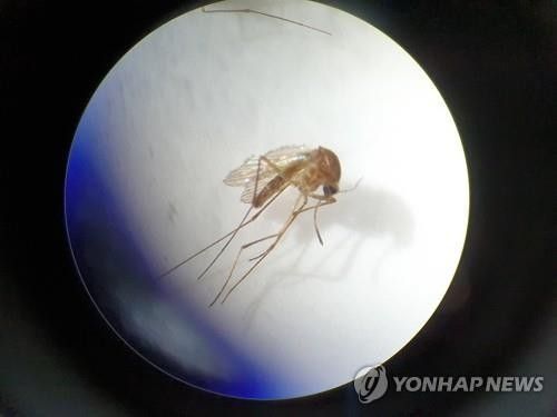 일본뇌염 매개 작은빨간집모기