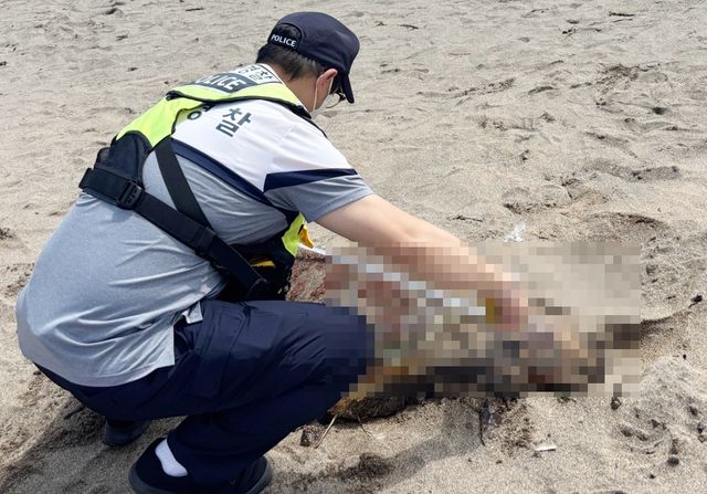 제주 해상서 발견된 멸종위기종 푸른바다거북 사체