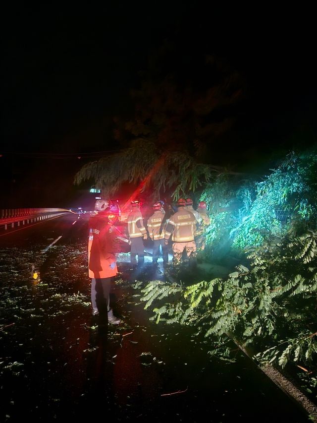 강원 고성군 거진읍 나무 전도