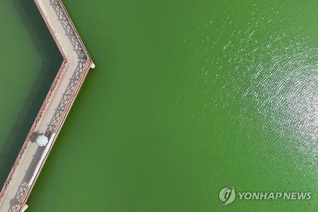 폭염에 확산하는 녹조