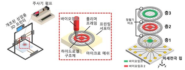 3층 미니 뇌의 신호 전달 과정 측정 