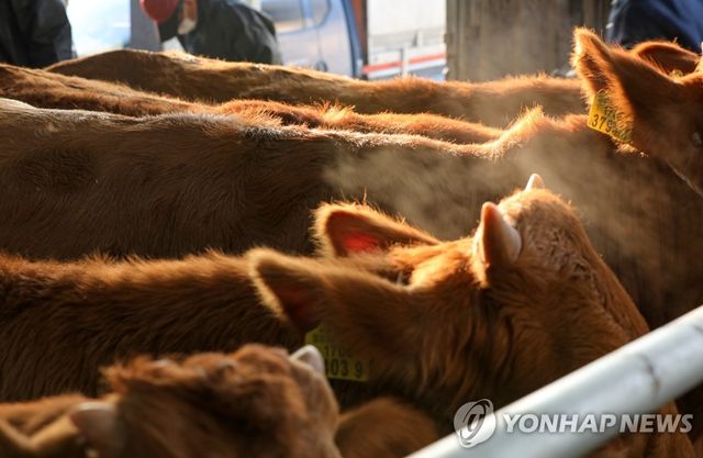 전남 함평 우시장