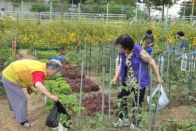'성동 케어팜' 활동에 참여 중인 어르신들